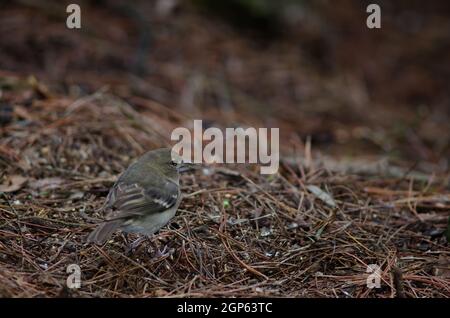 Femmina Gran Canaria blu chaffinch Fringilla polatzeki. Il Parco Rurale di Nublo. Tejeda. Gran Canaria. Isole Canarie. Spagna. Foto Stock