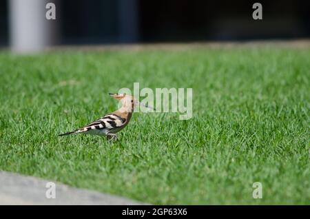 Luppolo eurasiatico Upupa in un giardino. Maspalomas. San Bartolome de Tirajana. Gran Canaria. Isole Canarie. Spagna. Foto Stock