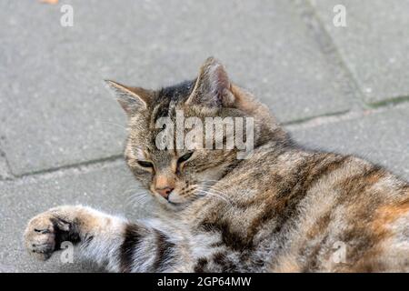 Cat Sleeping sulla strada di Amsterdam Paesi Bassi 19-9-2021 Foto Stock