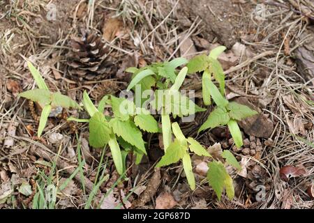 Sycamore, Acer pseudoplatanus, piantine di alberi recentemente emerse in un bosco di conifere in primavera con uno sfondo di foglie di conifere, coni e terreno. Foto Stock