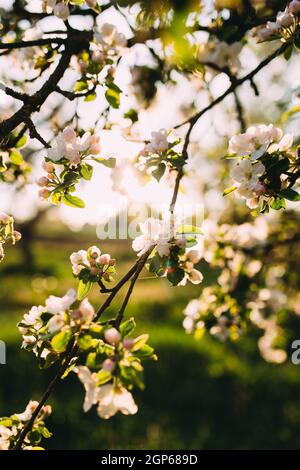 Le gemme di Apple fioriscono in primavera. Fiore di mela. Giardino primaverile. Sfondo sfocato. Foto di alta qualità Foto Stock