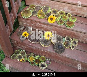 Prossimi anni girasoli che asciugano fuori. Foto Stock