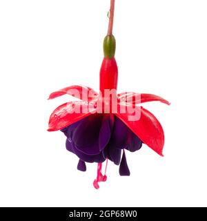 Fiore sospeso ramoscello in sfumature di rosso scuro fuchsia fiore è isolato su sfondo bianco, Dollar Princess, primo piano Foto Stock