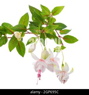 Fioriture pendenti ramoscelli in tonalità di rosa e bianco fuchsia fiore è isolato su sfondo bianco, Frank Unsworth, primo piano Foto Stock