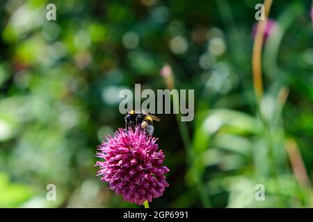 Api e bumblebee foraggio per il miele sul ornamentale viola dare un'occhiata Foto Stock
