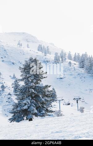 Sciatori in skilift con grande abete e splendida vista sulle montagne innevate sullo sfondo. Vacanze invernali Foto Stock