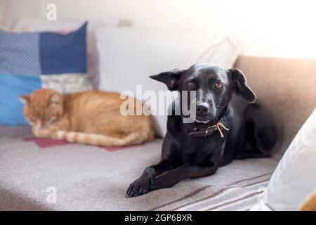 Nero carino piccolo cane e gatto tabby sono rilassanti sul divano di casa Foto Stock