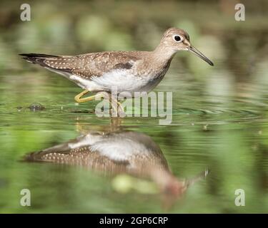 Un solitario Sandpiper, Tringa solitaria, camminando in acqua cercando cibo in un piccolo stagno Foto Stock