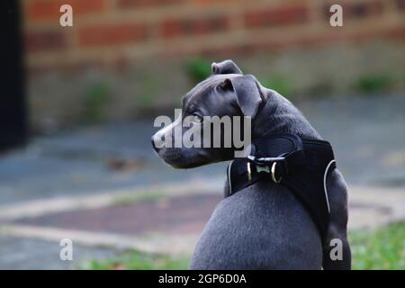 ritratto di un cucciolo di bastone blu Foto Stock