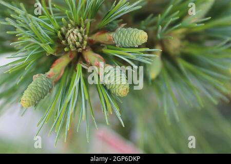 Macro di piccoli coni che si formano su un pino di Algonquin Pillar. Foto Stock