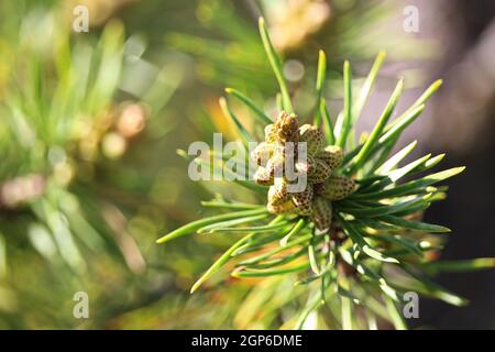 Fuoco selettivo di coni di polline su un albero sempreverde. Foto Stock