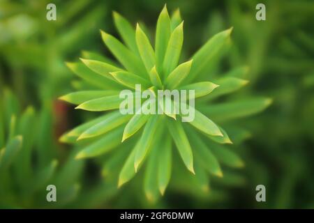 Macro di sfondo di un ago su un tasso di pulcini. Foto Stock