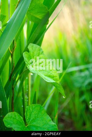 Ivy spira intorno ad un gambo in spessetti verdi. Primavera freschezza bagnata intorno. Sfondo per prodotti naturali. Primo piano foglia Ivy Foto Stock