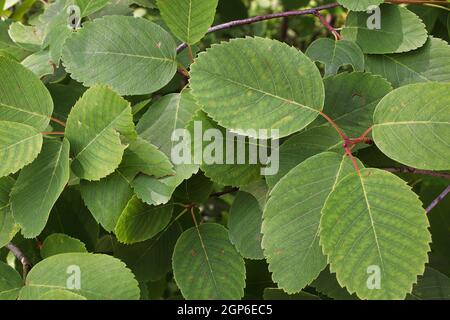 Uno sfondo di foglie di ontano verde su un arbusto. Foto Stock