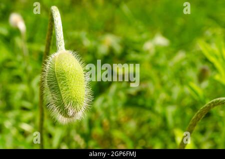 Gemme verdi di papavero non aperto con gocce dopo la pioggia. Piante dopo la pioggia. Gocce sui fiori. Foto Stock