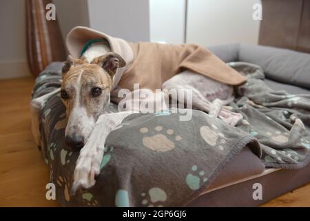 Bianco e marrone grande levriero dell'animale domestico appoggia la sua testa e guarda la macchina fotografica dal suo letto del cane. Coperta con motivo Paw e spessa maglia in fleece per il calore Foto Stock