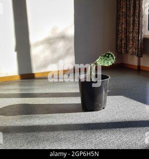 Pianta solitaria di cactus in vecchio stile vuoto e abbandonato soggiorno che illustra poveri alloggi e condizioni di vita. formato immagine quadrata 1:1 Foto Stock