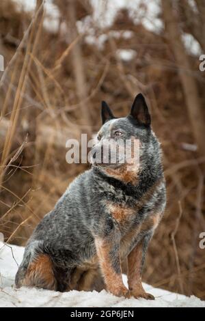 riccio grande con un cane rosso e bianco puntinato di Il guaritore australiano razza seduta sulla neve grigia in un bush in un parco in inverno Foto Stock