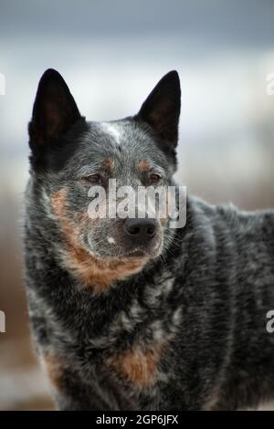 Ritratto di un grigio con rosso in punti bianchi grandi Cane razza Australian Healer su un beige e blu naturale sfondo Foto Stock