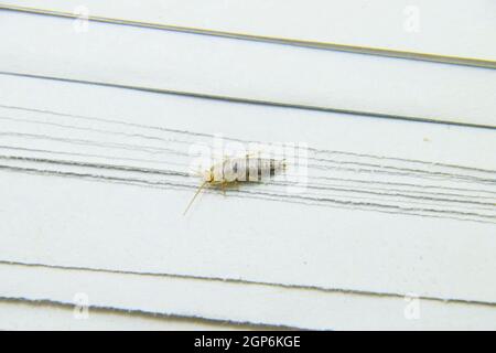 Alimentazione degli insetti su carta - silverfish. Pest libri e giornali. Foto Stock