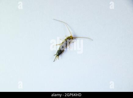 Silverfish su un foglio bianco di carta. Alimentazione degli insetti su carta - silverfish. Pest libri e giornali. Foto Stock