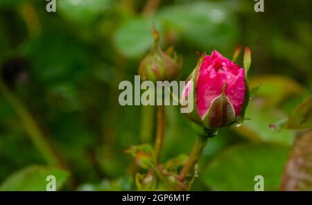 Fiore di rosa corallo nel giardino delle rose. Messa a fuoco morbida. Rosa fiore in giardino di rose con gocce di pioggia. Foto Stock