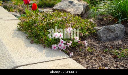 I floxes che fioriscono su un letto in un giardino è orizzontale. Primo piano. Il luminoso miksborder in fiore. Foto Stock