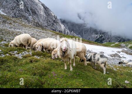 Gregge di pecore sul prato di montagna, cime rocciose sullo sfondo coperto di nuvole, Frauenalpl, sentiero escursionistico a Meilerhuette, Wetterstein Mountains Foto Stock