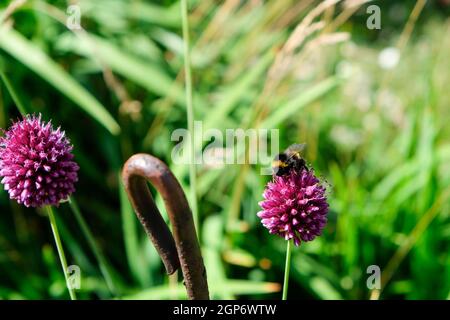 Api e bumblebee foraggio per il miele sul ornamentale viola dare un'occhiata Foto Stock