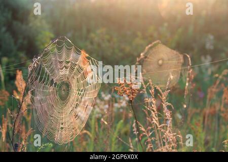 Wet la ragnatela sul ramo closeup con gocce di rugiada. Casa di ragno. Consistenza naturale prima di sollevare il sun. Spider Web con goccioline di acqua Foto Stock