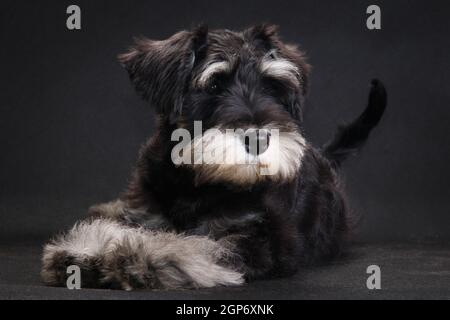 Triste giovane nero con colore grigio miniatura razza cane schnauzer all'interno di uno studio fotografico su sfondo nero giace Foto Stock