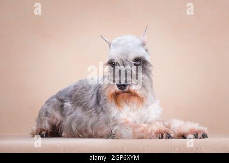 Cane razza in miniatura schnauzer, grigio chiaro, si trova su uno sfondo beige, all'interno, in studio Foto Stock