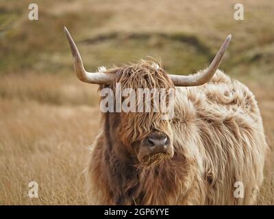 Highland Cow con corna rovesciate caratteristiche, morbido cappotto di scagny dun & frangia lunga (dossan) su moor di altopiano d'oro in Cumbria, Inghilterra, Regno Unito Foto Stock