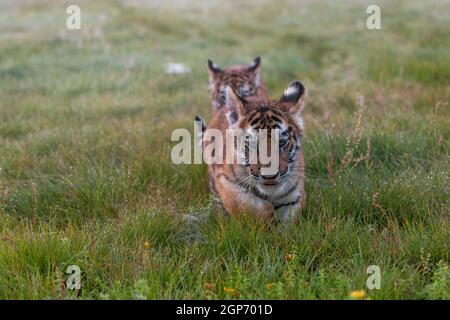 Coppia di cuccioli di tigre del Bengala che camminano attraverso il prato. Orizzontalmente. Foto Stock