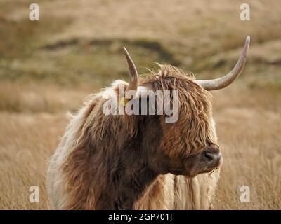 Highland Cow con corna rovesciate caratteristiche, morbido cappotto di scagny dun & frangia lunga (dossan) su moor di altopiano d'oro in Cumbria, Inghilterra, Regno Unito Foto Stock