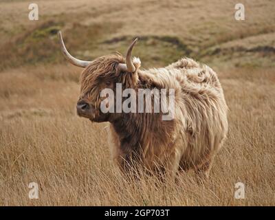 Highland Cow con corna rovesciate caratteristiche, morbido cappotto di scagny dun & frangia lunga (dossan) su moor di altopiano d'oro in Cumbria, Inghilterra, Regno Unito Foto Stock