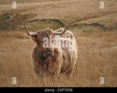 Highland Cow con corna rovesciate caratteristiche, morbido cappotto di scagny dun & frangia lunga (dossan) su moor di altopiano d'oro in Cumbria, Inghilterra, Regno Unito Foto Stock