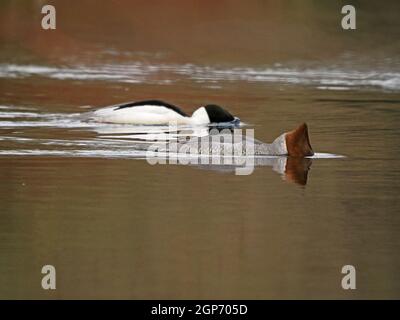 Allevamento di Goosander / comune Mergus merganser (Mergus merganser) pesca con teste sommerse in affluente del fiume Eden in Cumbria , Inghilterra, Regno Unito Foto Stock