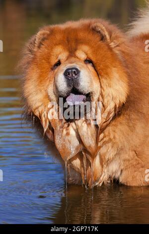 Un grande cane shaggy e dai capelli rossi della razza Chow Chow, bagna il viso in acqua e gocciola da essa Foto Stock