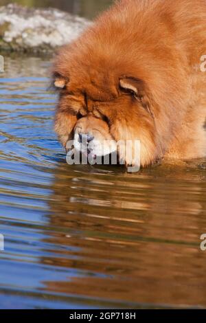 Un grande cane shaggy dai capelli rossi della razza Chow Chow, bagna il viso in acqua per bere da uno stagno Foto Stock