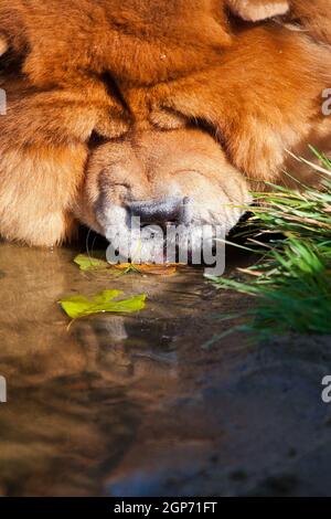 Un grande cane shaggy dai capelli rossi della razza Chow Chow, bagna il viso in acqua per bere da uno stagno Foto Stock