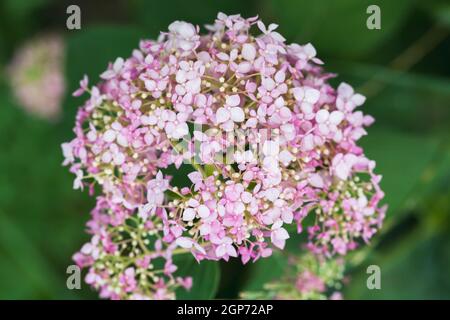 Fiori rosa su sfondo sfocato. Foto macro hydrangea con soft focus selettivo Foto Stock