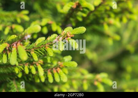 Ramo di abete verde con germogli freschi su sfondo verde sfocato foresta. Foto ravvicinata con messa a fuoco selettiva Foto Stock