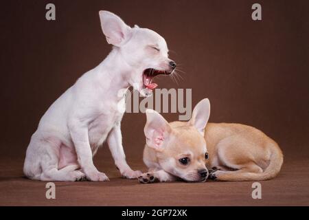 Due piccoli cani chihuahua, bianchi e rossi, in studio su sfondo marrone, uno yawns e l'altro bugie Foto Stock