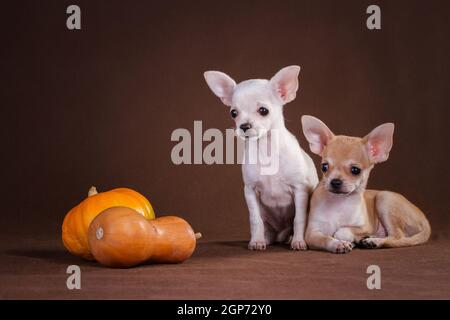 Due cani chihuahua bianchi e gialli, su sfondo marrone, e due zucche si trovano nelle vicinanze Foto Stock