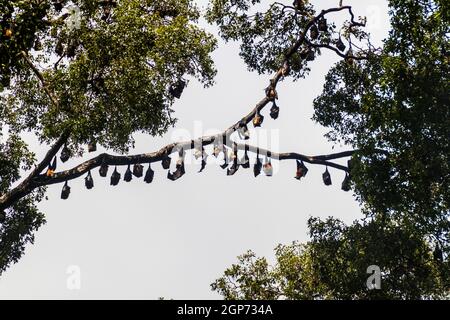 Pipistrelli di frutta volanti nei Giardini Botanici reali vicino a Kandy, Sri Lanka Foto Stock