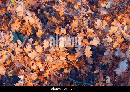 foglie secche di oaken sul ramo in autunno. Autunno venire nella foresta. Foglie di colore giallo autunno su quercia Foto Stock