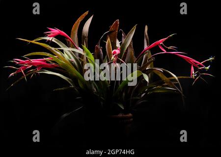 Foto di una pianta di bromeliade, le lacrime della regina. Illuminato dall'alto e sbiadisce al nero sottostante. Foglie lunghe e bordi dentati Foto Stock