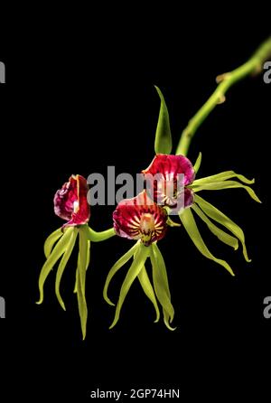 Fiori di orchidea rossi e gialli su sfondo nero Foto Stock