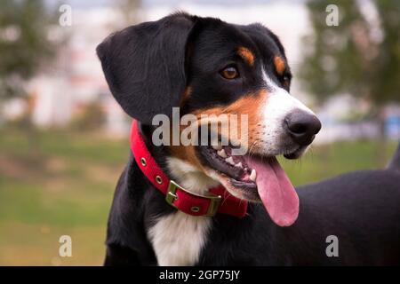 Nero bruciato tan e bianco cane tostato, razza svizzera Entlebücher Sennenhund, ritratto su uno sfondo verde naturale sulla strada Foto Stock